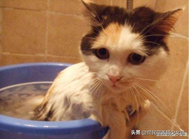 辟谣：所有猫都怕水？不是哦，养这些猫，你可能需要游泳池
