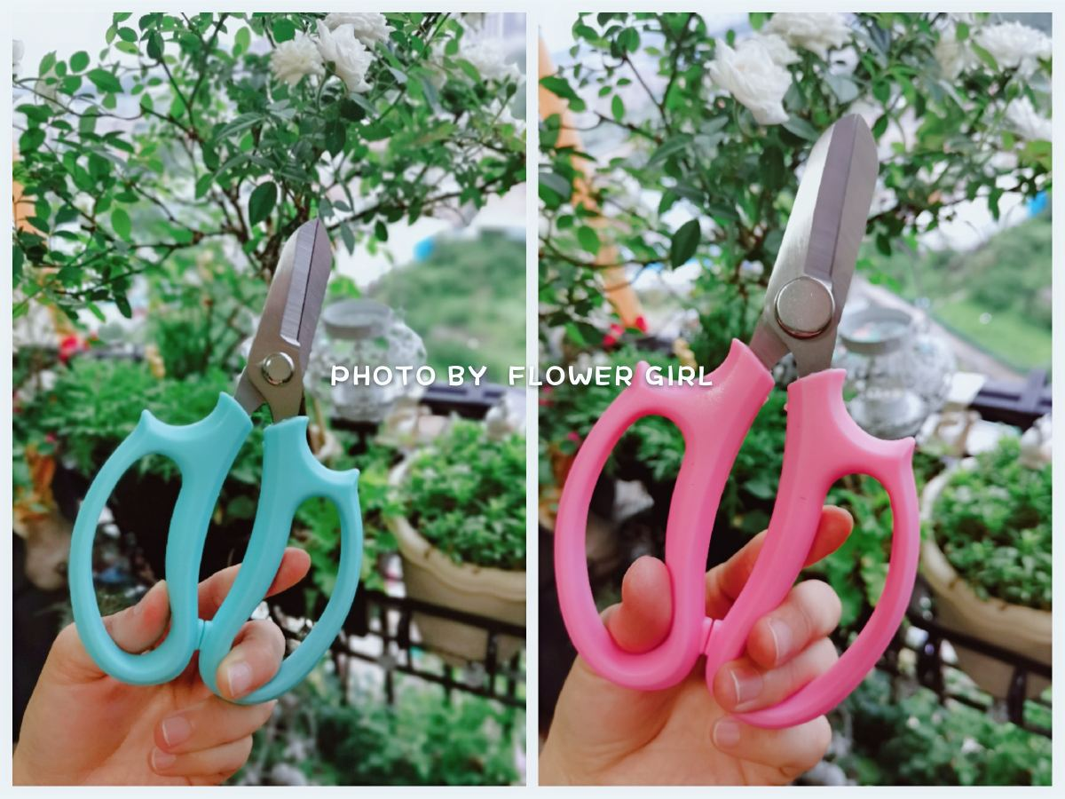 植物生长需要什么（4种养花常备的必需品介绍）