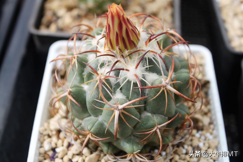 顶花球之王-----钢钉Coryphantha tripugionacantha