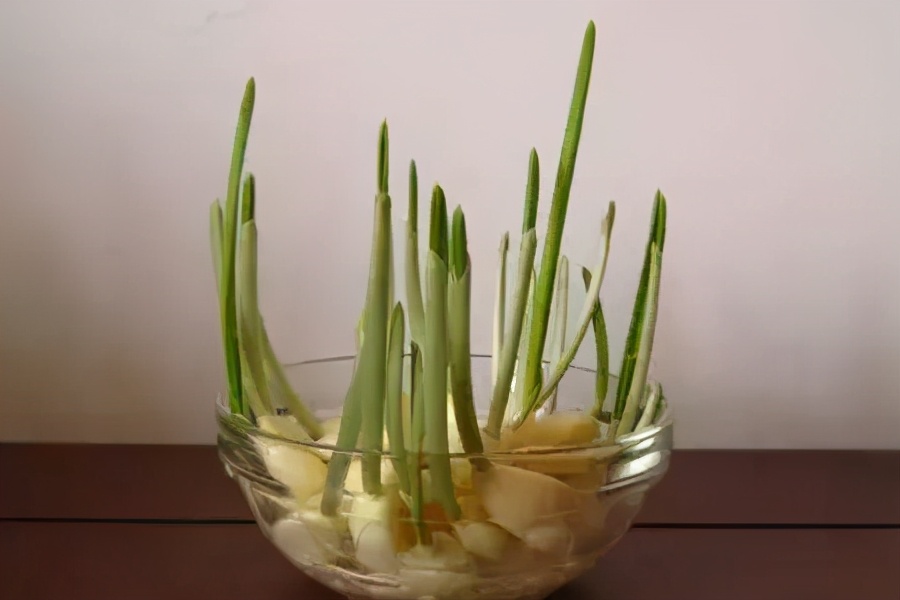 哪些蔬菜发芽后能吃，哪些不能吃？或许很多人浪费了