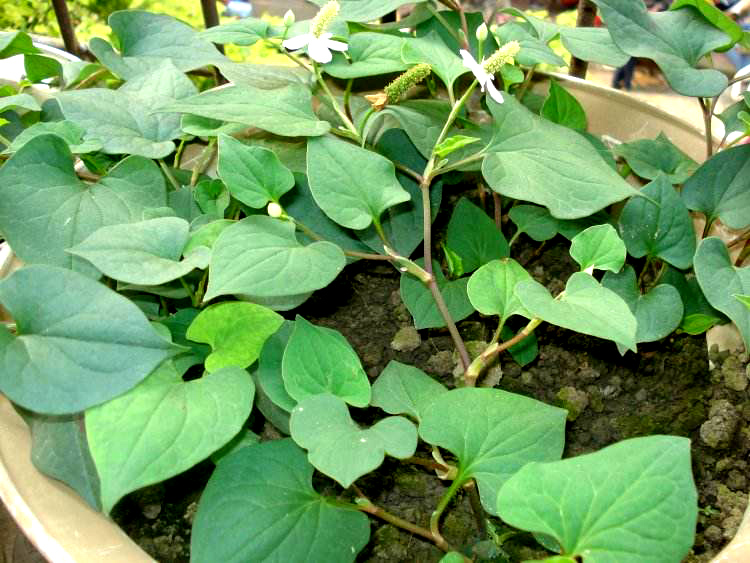 《说文解字》第94课:"曾孙之稼,如茨如梁"中,"茨"是什么?