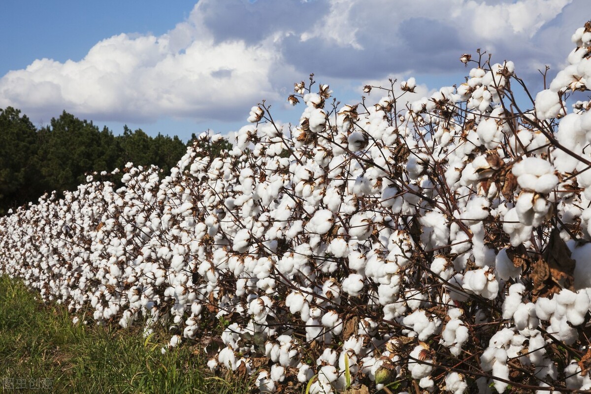 中国的转基因抗虫棉也能像杂交水稻一样,产量实现大幅度大面积攀升.