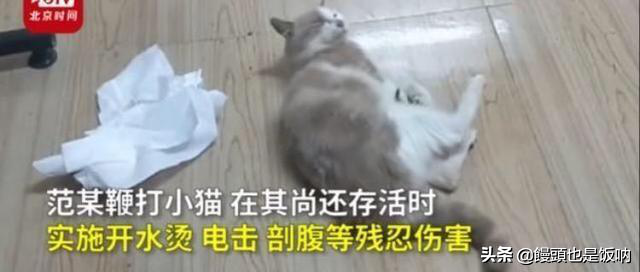 山东理工大学学生范源庆虐杀流浪猫事件事情始末