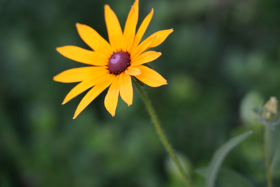 夏日，黑心金光菊花开正浓