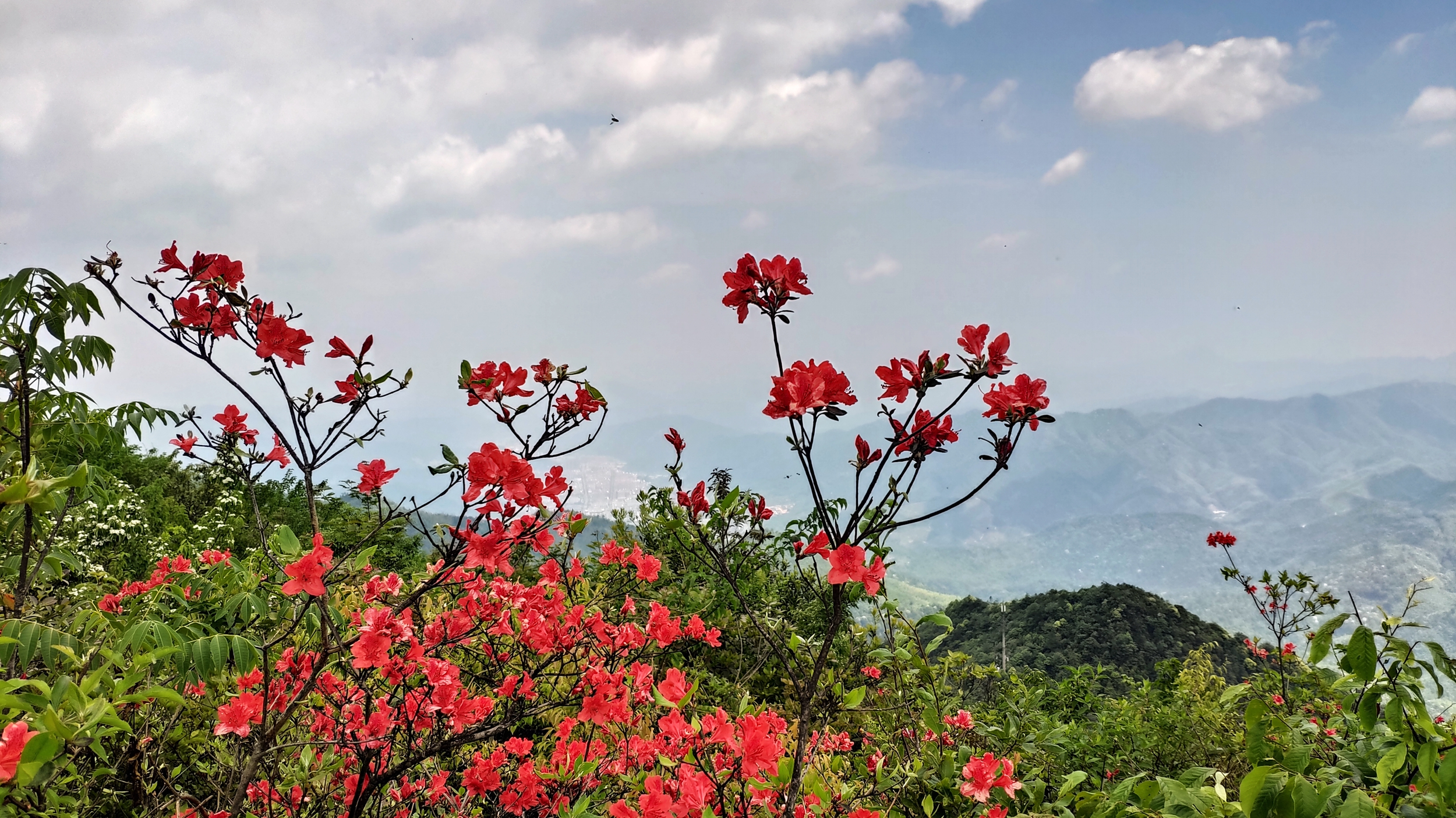 兰溪自驾游哪里好(离城市最近的国家森林公园！崇义阳明山是一个自驾游的好地方)