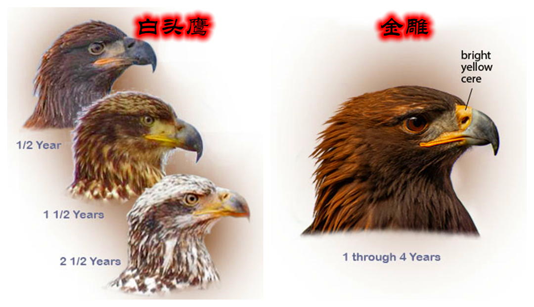 如何区分金雕和白头鹰白头鹰和白头海雕区别