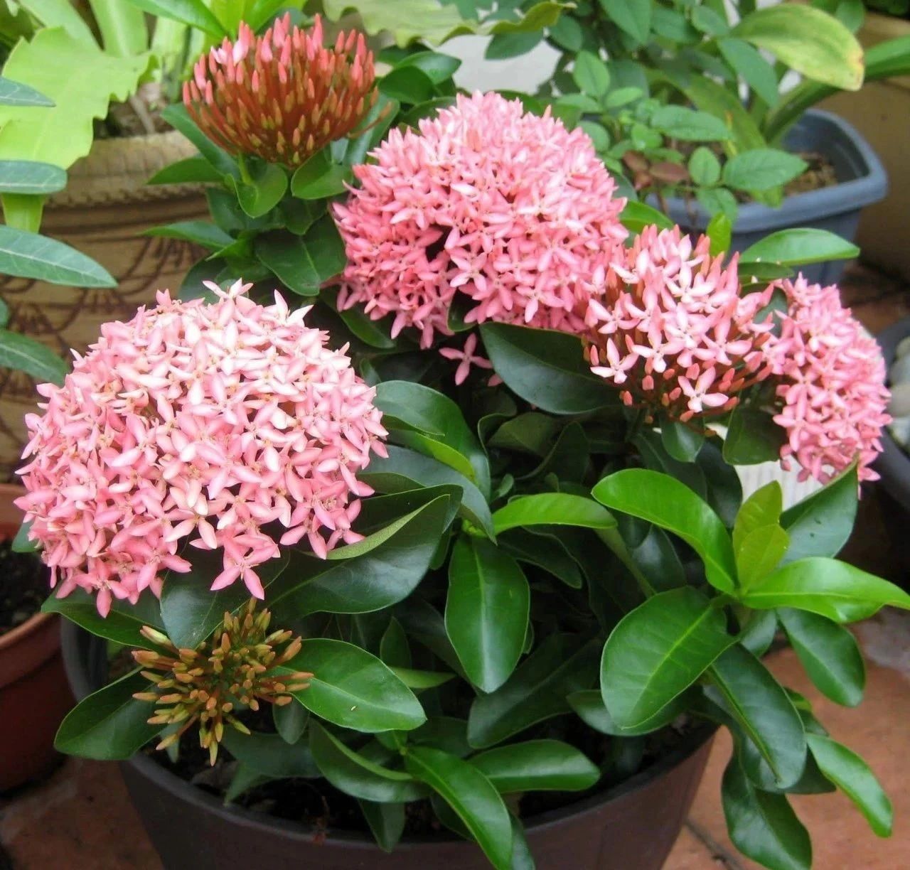 萼距花(耐高温,耐晒的6种观赏花卉,没啥病虫害,容易养开花,适合新手)