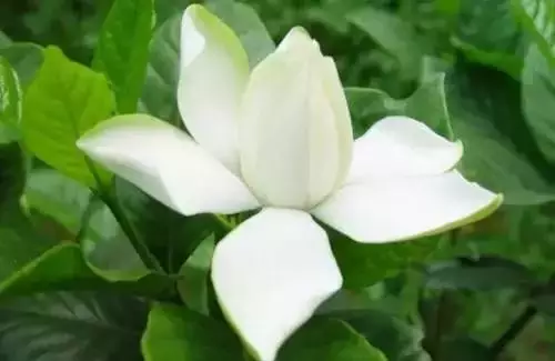 广州市市花是什么（全国56个城市的市花介绍）