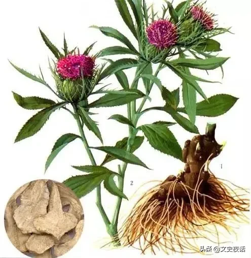 这些诗词中的植物名，你读对了吗？