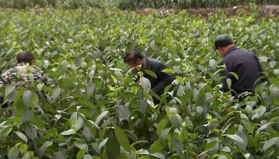 杜仲樹種植,杜仲樹種植幾年見效益