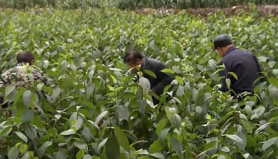 杜仲树种植,杜仲树种植几年见效益