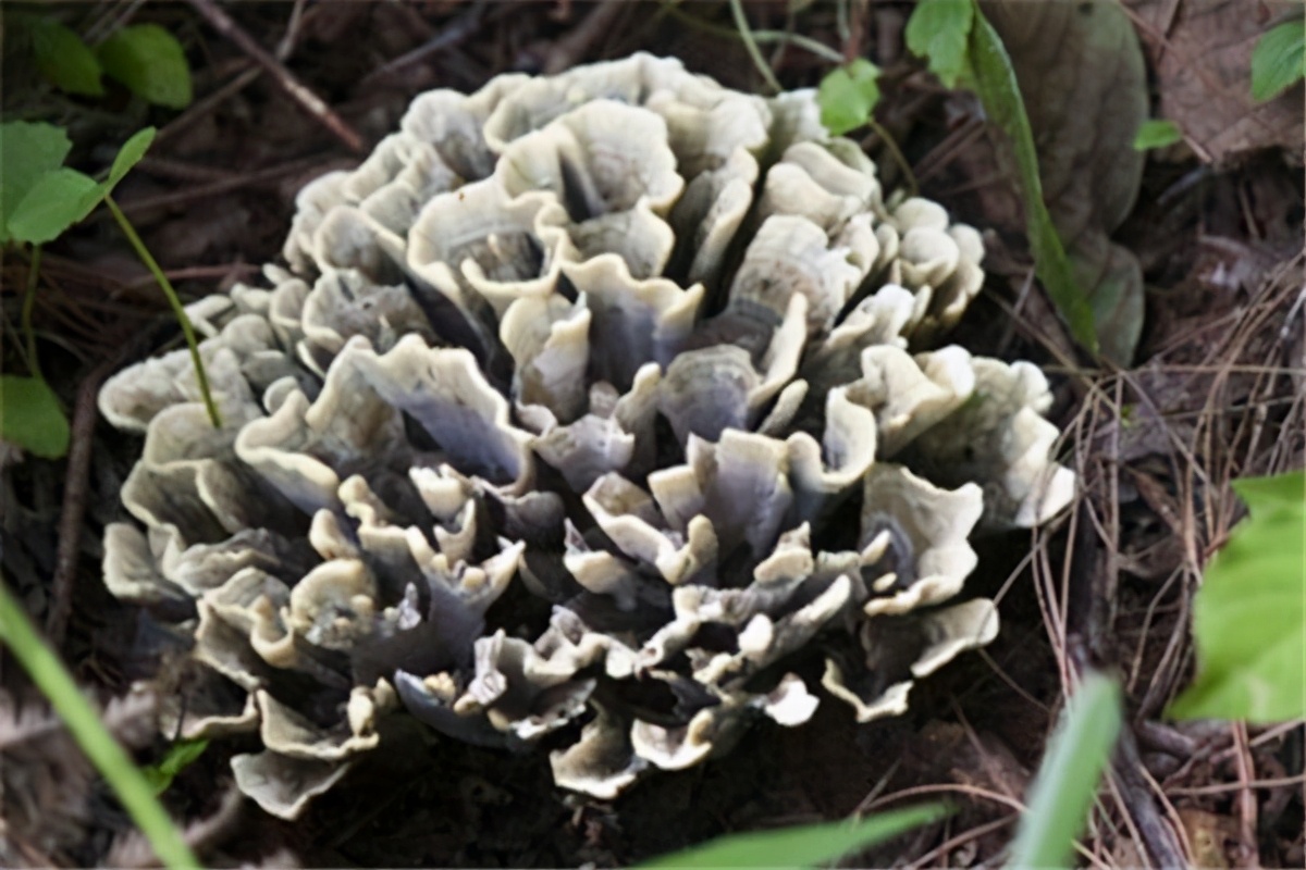 中国十大名贵药材与野生菌排行榜