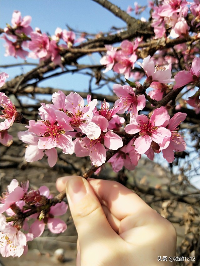 介绍老家订婚流程