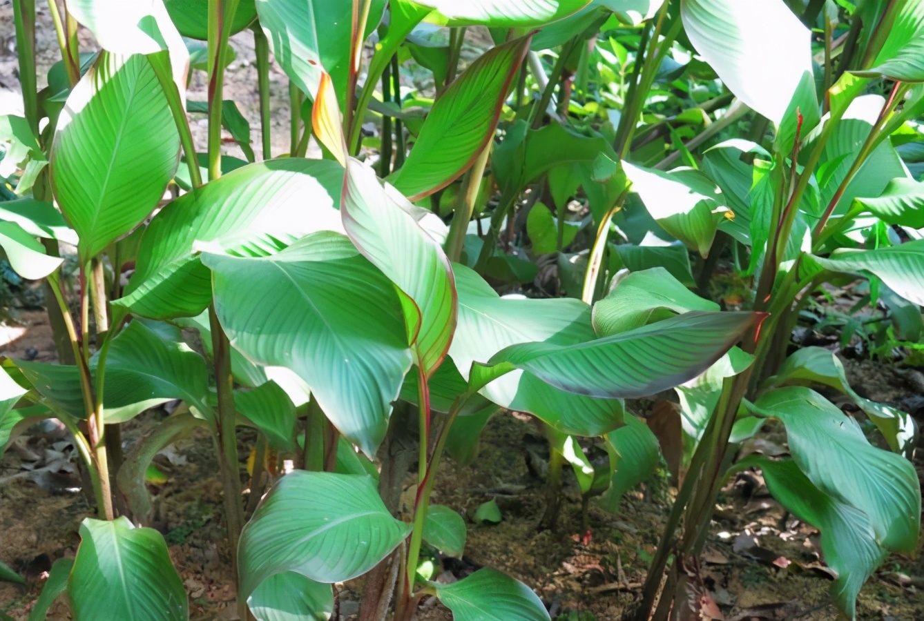 芭蕉芋图片(俗称) - 赤虎壹号