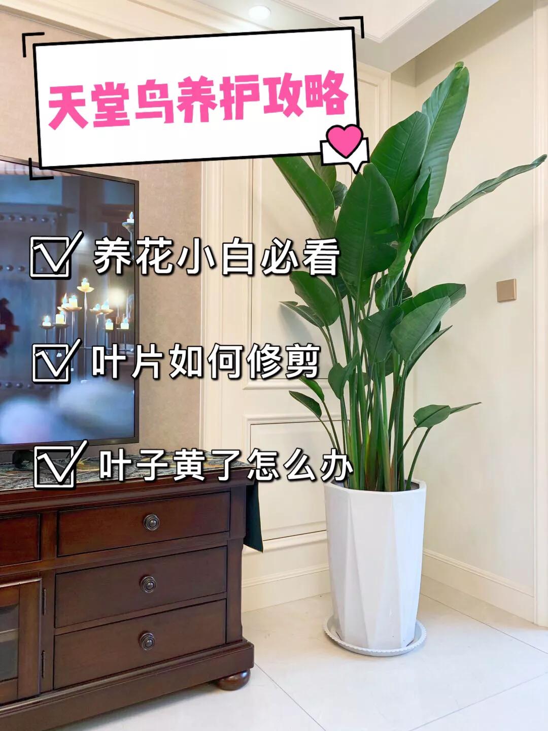 植物分享第3彈 天堂鳥 植物說flower Fly 天天看點