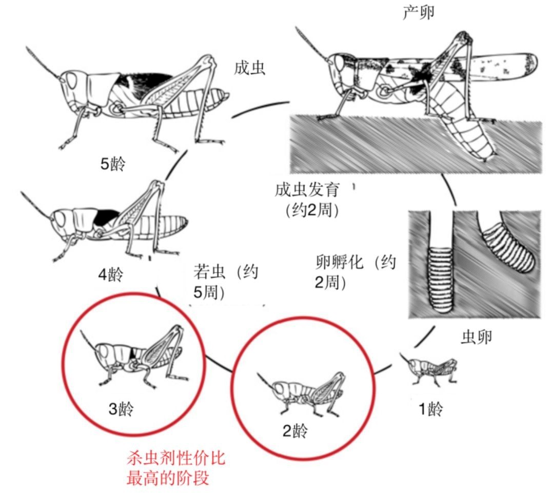 20万只粉红椋鸟入疆，蝗虫够吃吗？蝗灾究竟有多大危害