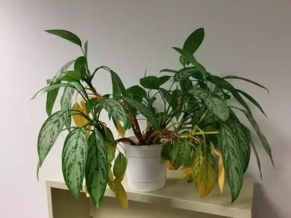 花叶子发黄（植物容易出现叶黄的6种情况）