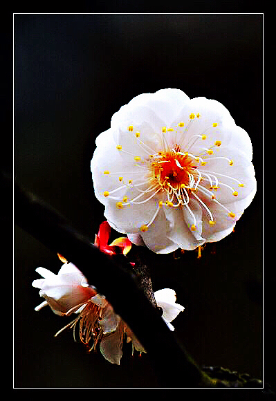 玉蝶梅花的特点（关于玉蝶梅花的图片解析）