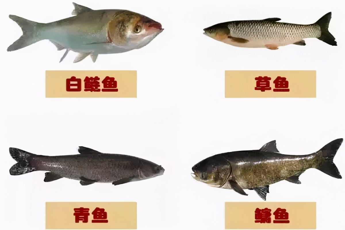 荆门市今日市场鱼价，今日市场鱼的价格表