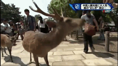 奈良小鹿一年伤了209人！8人骨折！原来鹿有这个反应是攻击的意思