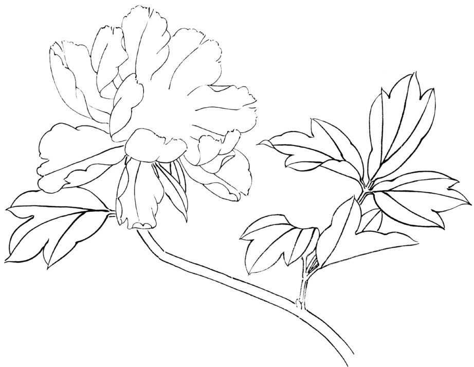 零基础工笔画教程:分步骤图解教你画牡丹,从结构到花瓣,快学习