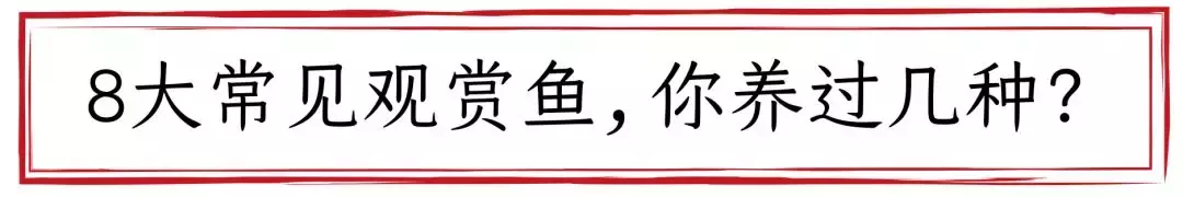 8大常见观赏鱼扫盲！你养过几种？