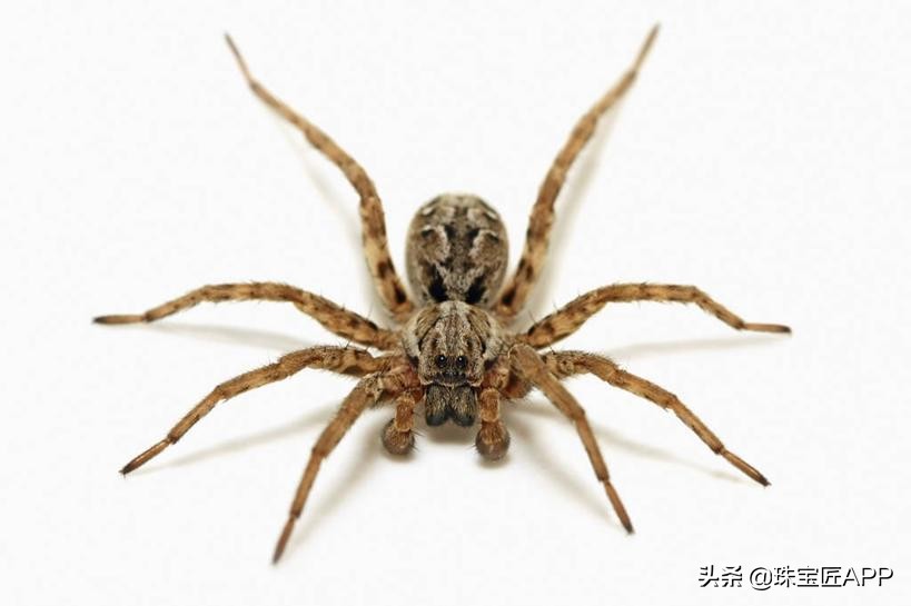 这6种看似恐怖的珠宝图案，竟暗含这些美好寓意