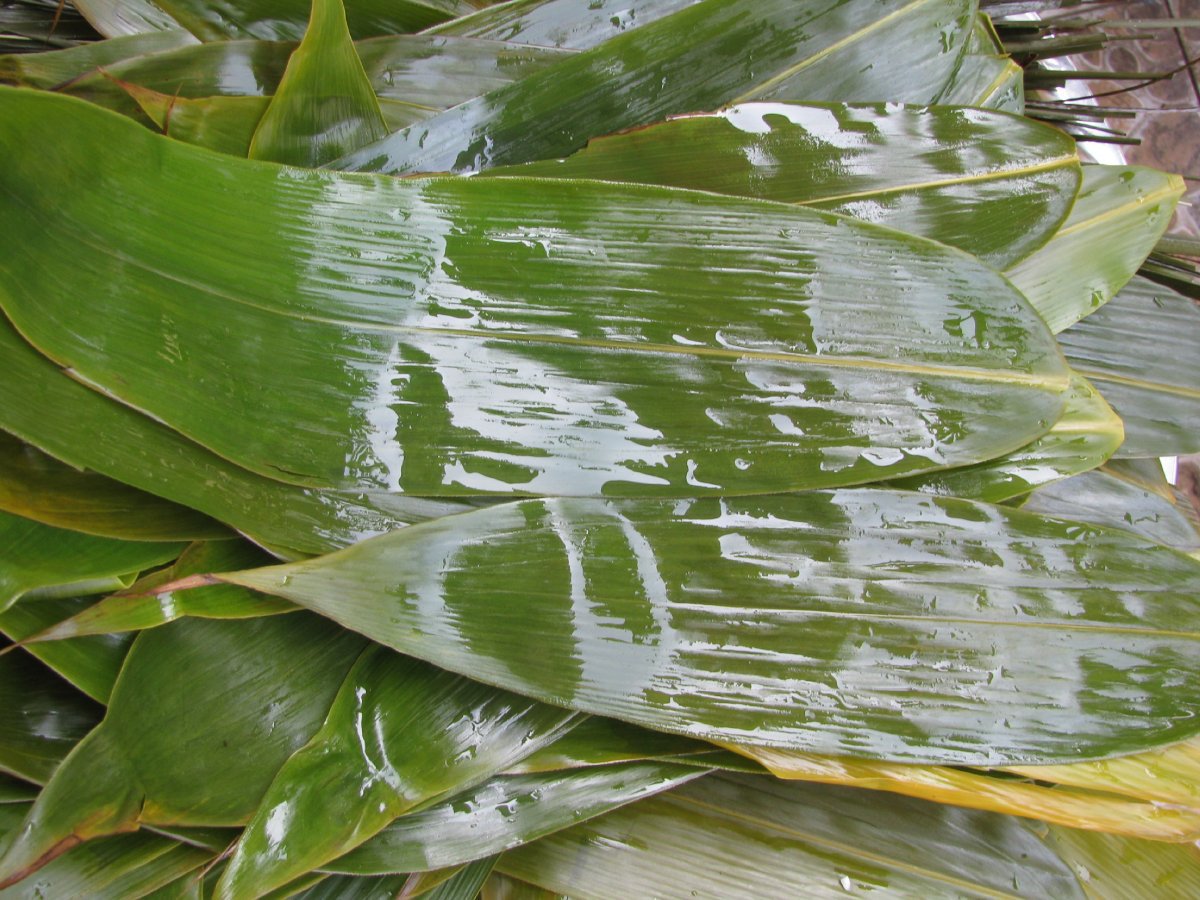 第一步,浸泡剩粽叶,用窝料包裹粽子将剥开的粽子叶放到水桶里浸泡1~2