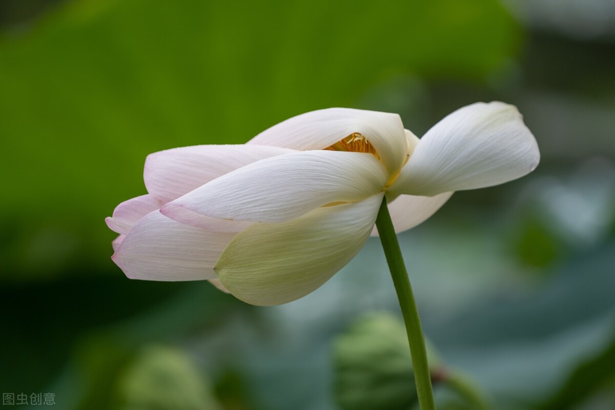八月：流萤染夏，夏花灿烂，不亏待每一份热情，不讨好任何的冷漠