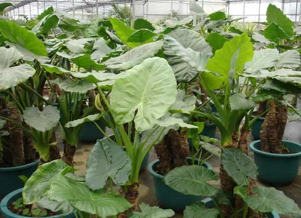 常见50种植物（50种常见的室内盆栽绿化植物）