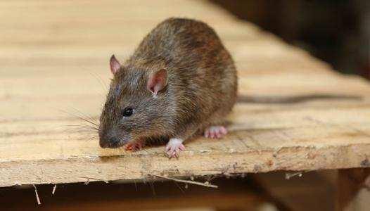 为什么要雌雄交配才能够产生后代，同性为什么无法生育后代呢？