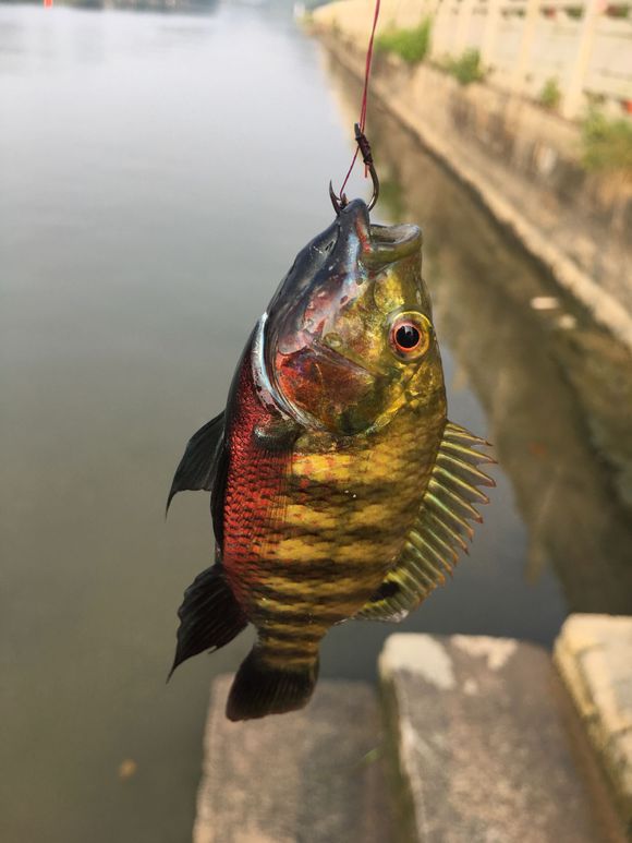 海南河道里,到处都是红罗非鱼,色彩斑斓,这鱼能吃吗?