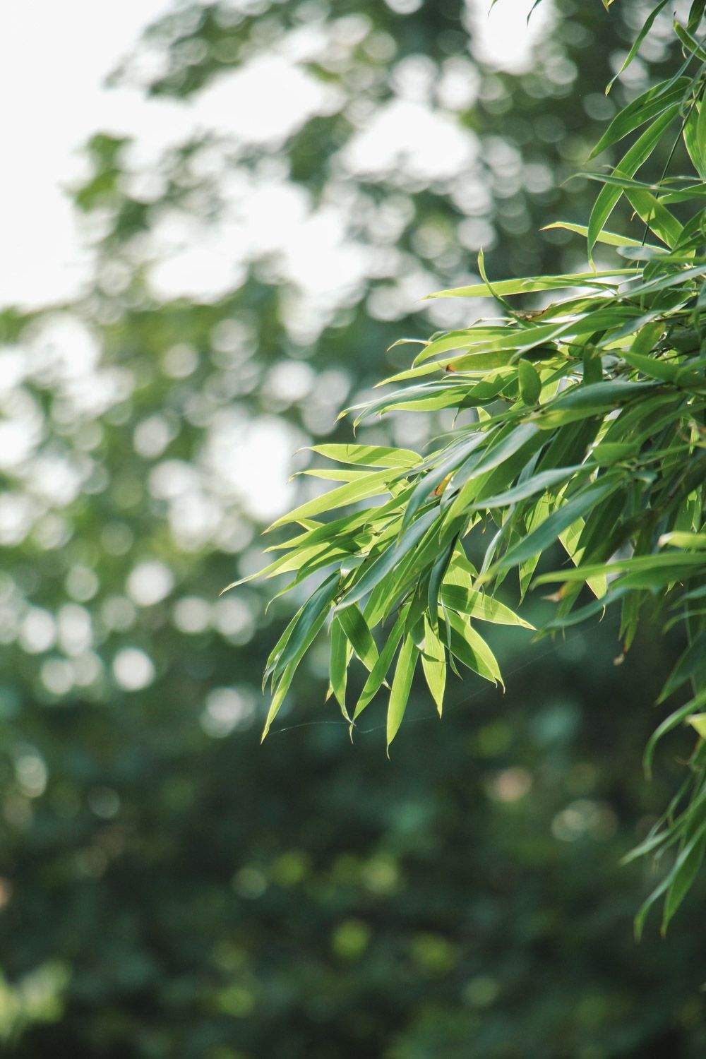 竹子也会开花？花朵很特殊，大多数人没见过