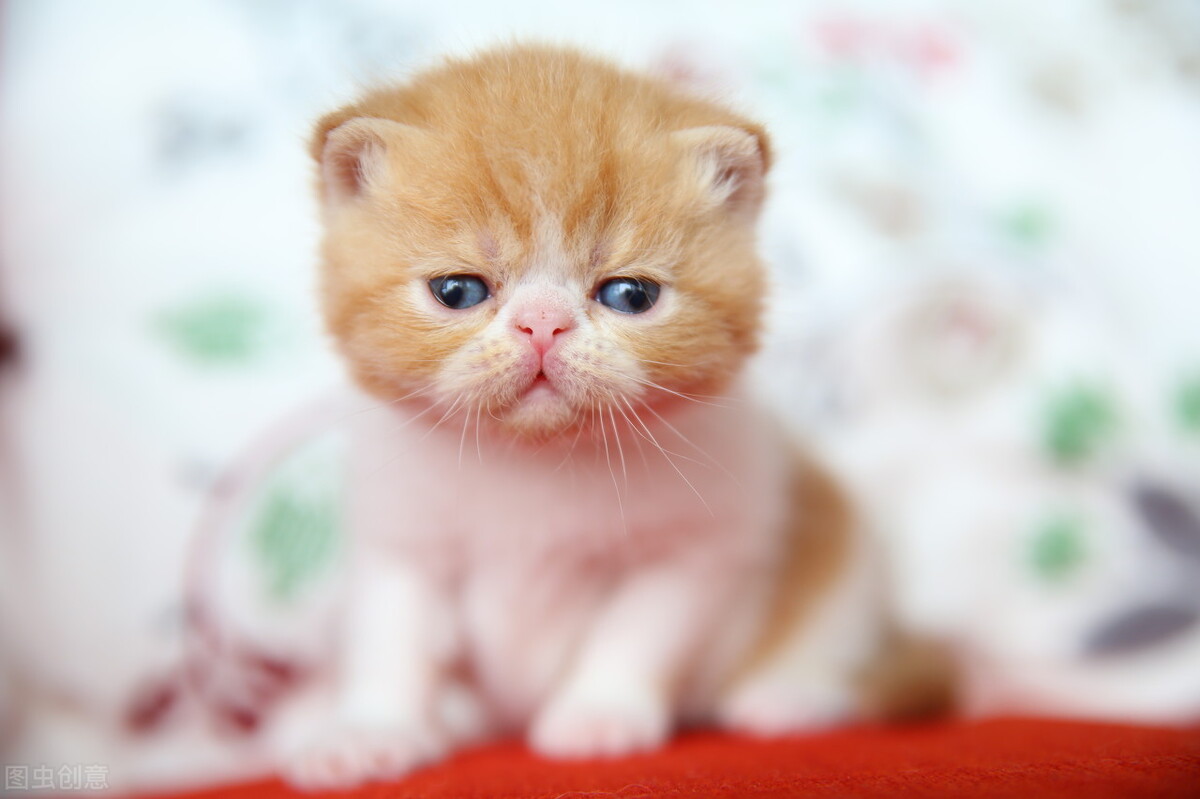 四大会计师事务所招聘方式 面试条件 晋升空间揭秘