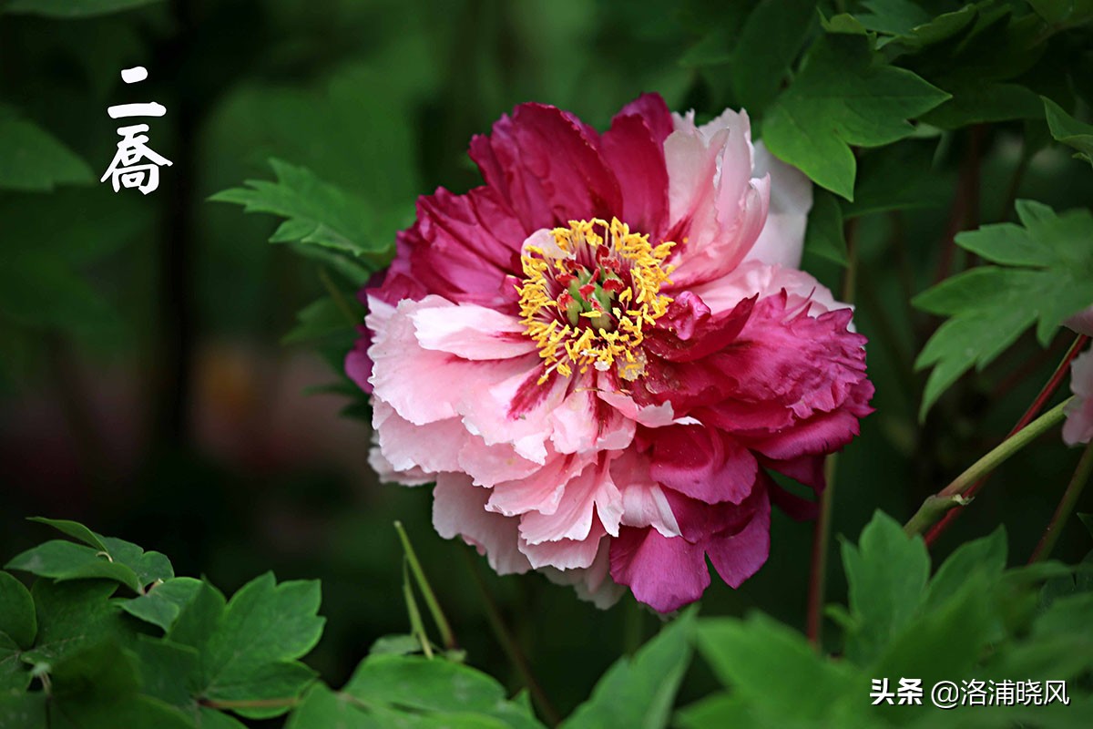 「图集」公园中那些常见的牡丹花都叫什么名字?