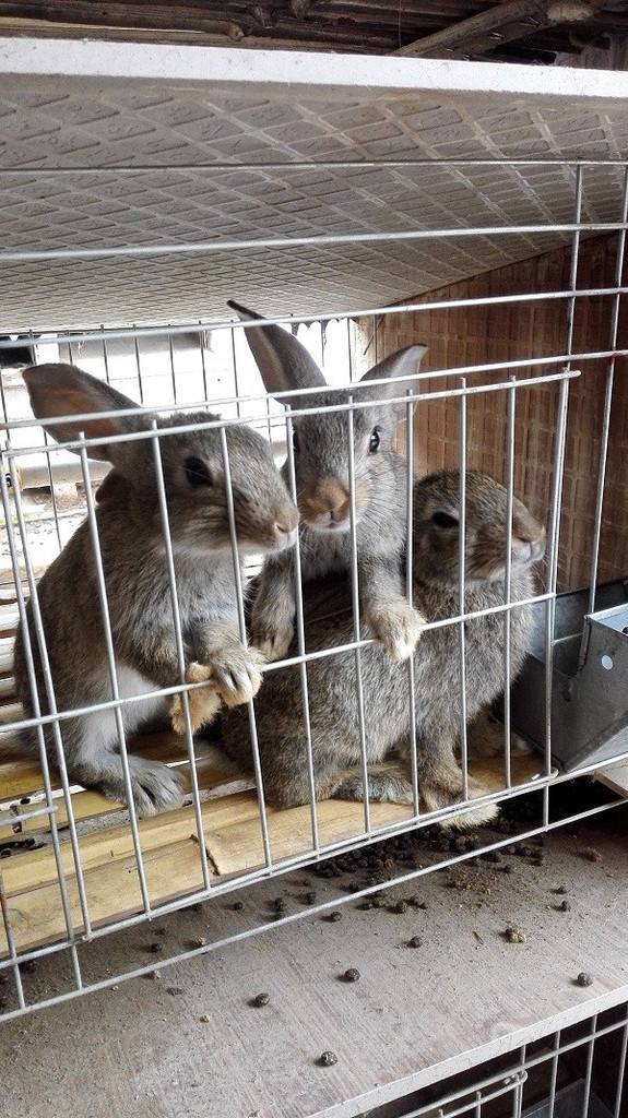 杂交野兔养殖成本细算分析