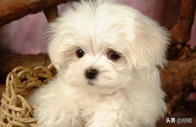 什么狗长不大「什么狗长不大最好养」