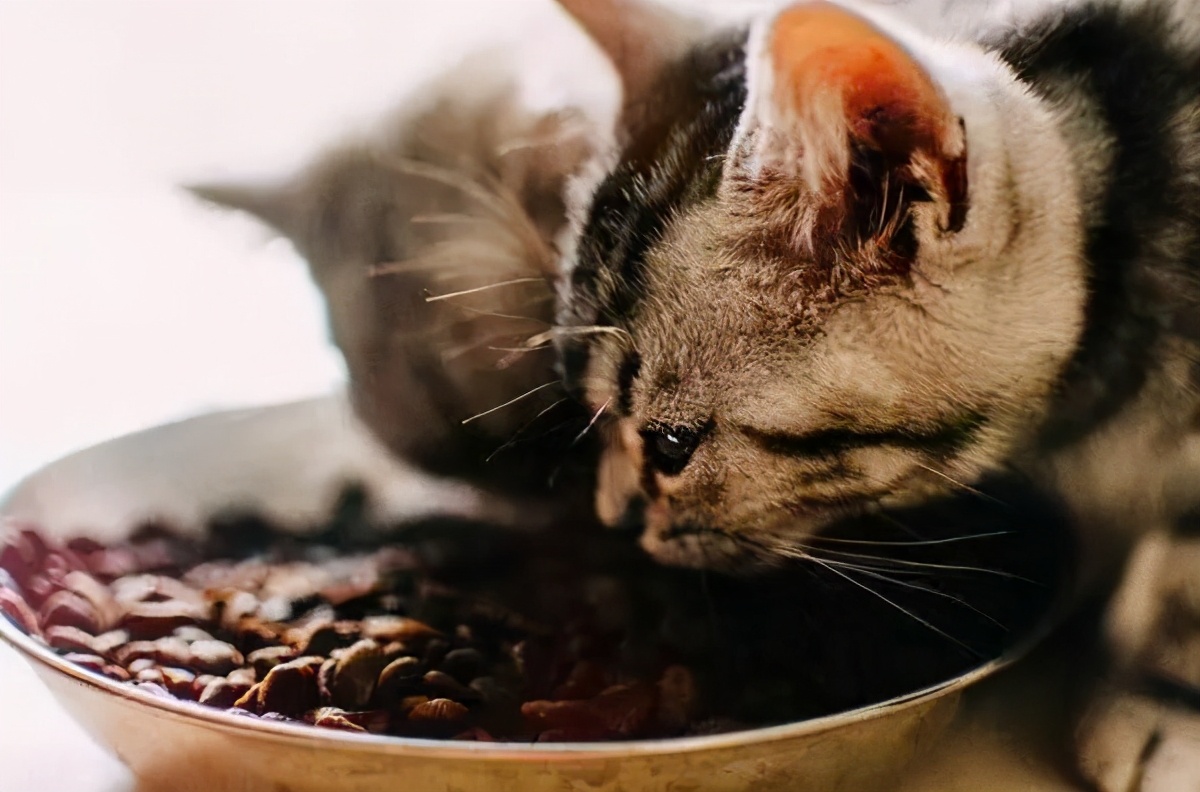 养一只猫到底需要花多少钱？猫非玩物，新人铲屎官切忌冲动养猫