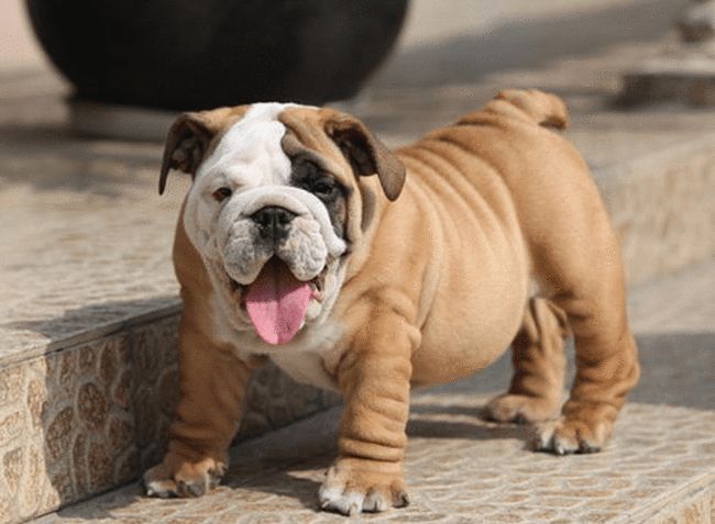 英国斗牛犬身上怎么那么臭