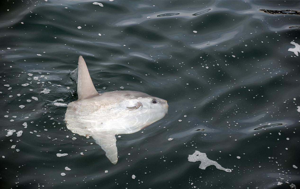 世界上"最蠢的鱼",被咬后也不逃跑的翻车鱼,为啥还没灭绝?