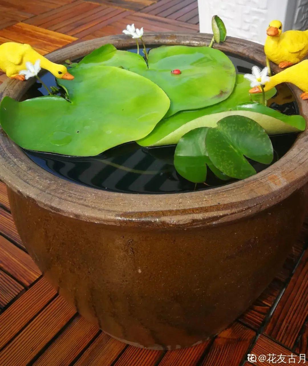 10种花太能喝水,一天一瓢水,7天爆满缸