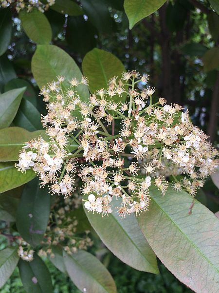 蔷薇科的石楠：你闻过它那独特的花香吗？