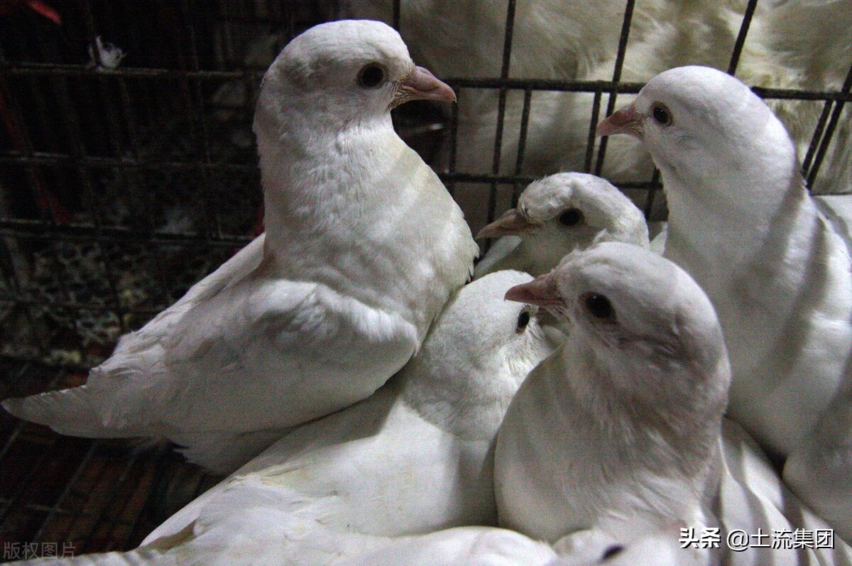 鸽子养殖利润（鸽子的养殖前景）