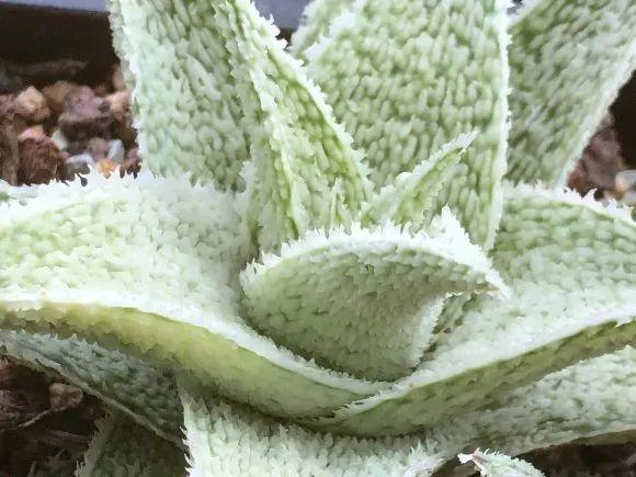 女王芦荟锦波露芦荟锦不夜城芦荟锦帝王锦雪女芦荟锦君子兰21年,竟然