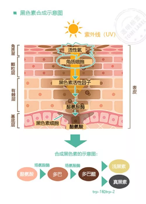 光果甘草的功效与作用（护肤界的美白黄金光果甘草）