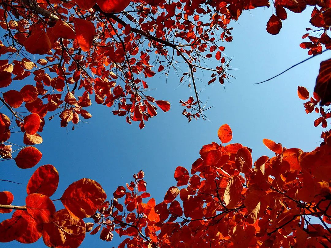 關外的紅葉樹種多為楓樹,但香山上的紅葉樹種主要是黃櫨,這是一種葉片