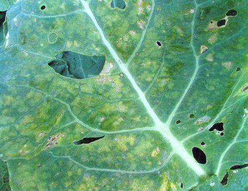 花椰菜常见9种病虫害,用什么药防治效果好呢?有经验菜农这样做