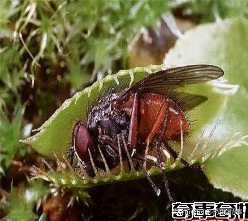 世界上有没有食人花 食人花-思宇生活