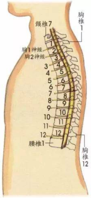 什么样的人适合练射箭(乾隆骑射练出肩周炎，古代武将又有什么样的运动损伤？遗骨有话说)