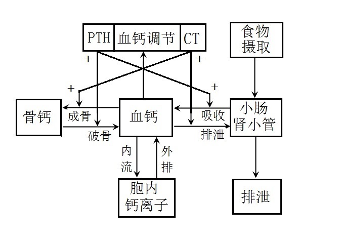 市面上常用的几种钙剂有何区别？哪种更适合骨质疏松者服用？